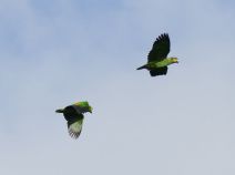 Les Amazones aourous volent souvent en couple.