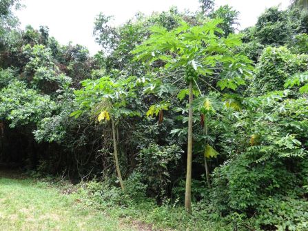 Papayer, Carica papaya, plant femelle en premier plan et mâle en arrière plan.