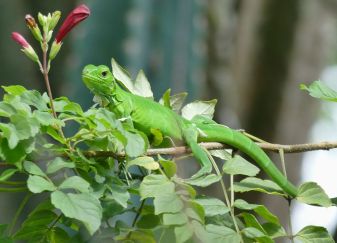 Un très jeune Iguane vert, d'une vingtaine de cm de long.