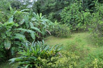 Jardin créole avec sa grande diversité d'arbres fruitiers, de fleurs voir de plantes médicinales.