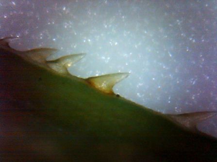 Le bord des feuilles est muni de dents courbées vers l'arrière.